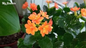 Правильный уход за цветущим Каланхоэ в зимний и летний период