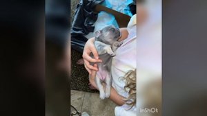 Mops dogs. Маленькие мопсы . щенки. французские мопсы