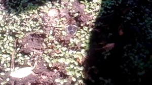 Всходы белого клевера 10дневные обзор