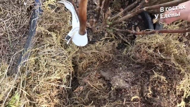 ВЬЮЩАЯСЯ ГОРТЕНЗИЯ ОНА У МЕНЯ ЕСТЬ. ВСХОДЫ ЛУКА. ПРЯЖА ПЫЛИТСЯ НА ПОЛКАХ! ПРИДЕТСЯ НАНИМАТЬ. смотреть онлайн