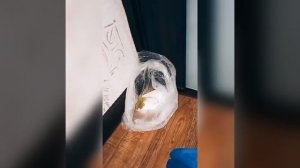 Как очистить дом от ссор,скандалов,негатива с помощью соли с лавровым листом #Shorts