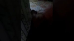 Челенж меня привизали к стулу,😂😎