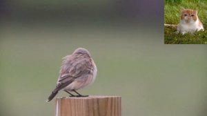 Каменка-плясунья - Oenanthe isabellina.mp4