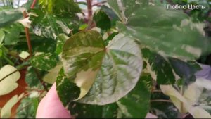 Гибискус липовидный вариегатный / Hibiscus tiliaceus Variegated