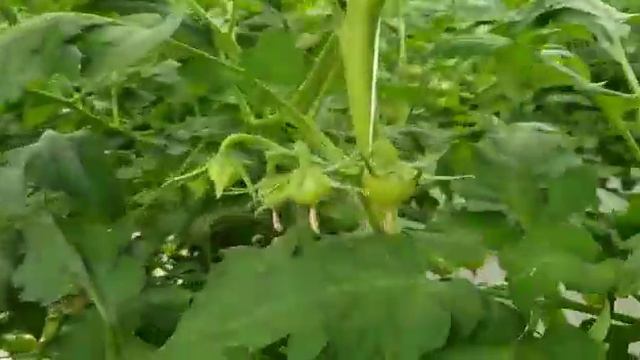 Наша компания в теплице Томат Бейсужок смотреть онлайн