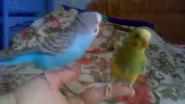 Еж и Елочка похожи, Еж колючий, Елка тоже ;) смотреть онлайн