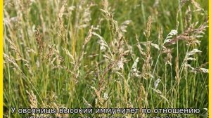 Газонная трава: лучшие сорта, как выбрать