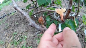 Не торопитесь удалять подмерзшую лозу