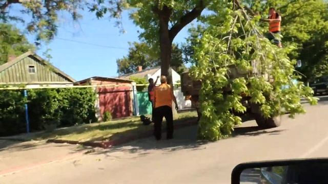 В Керчи коммунальная служба обрезала большую ветвь дерева, которая едва не упала на автомобиль смотреть онлайн
