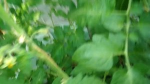 Обработка томатов бором, а также подкормка калием...