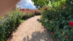 Самый красивый питомник  роз в Германии Дрегер парк