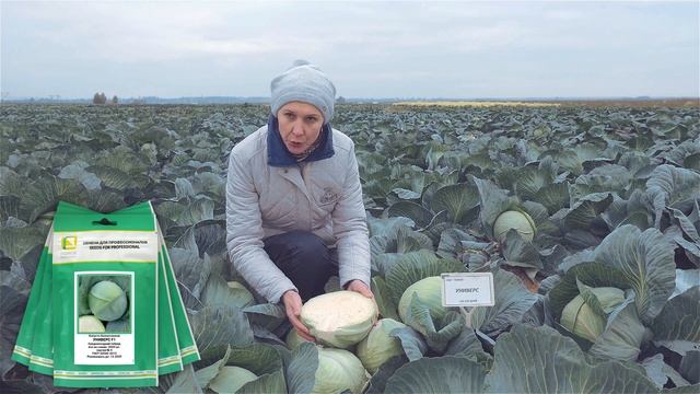 Капуста белокочанная Универс f1. Универсальный среднепоздний гибрид. смотреть онлайн