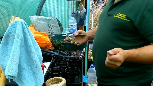 Clematis Montana Rubens propagation смотреть онлайн