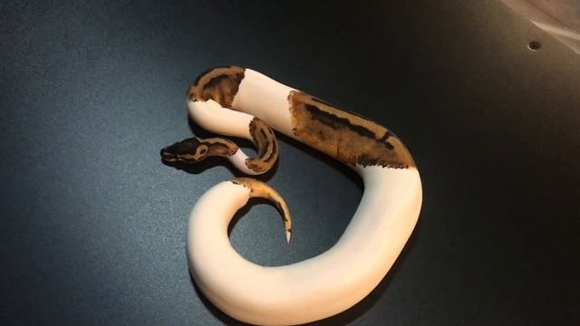 How often should I feed my female ball python? смотреть онлайн