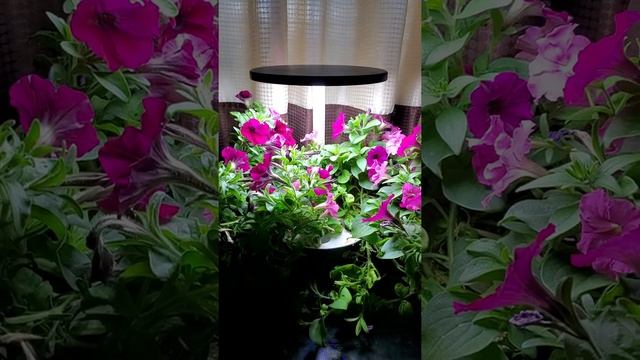 Growing Cascading Petunias in Your AeroGarden смотреть онлайн
