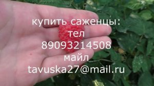 Примара, ультра ранний ремонтантный сорт малины