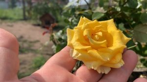 Цветение розы Тара