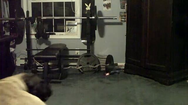 Thor English Mastiff VS RC heicopter