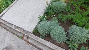 Сантолина серебристая. Растёт на клумбах. Мятный запах.