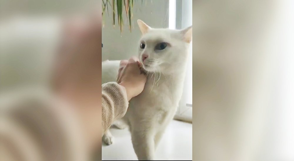 В Щербинке запертый в квартире кот перепугал весь подъезд / Город новостей на ТВЦ