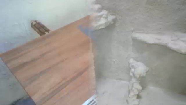 green iguana new house смотреть онлайн