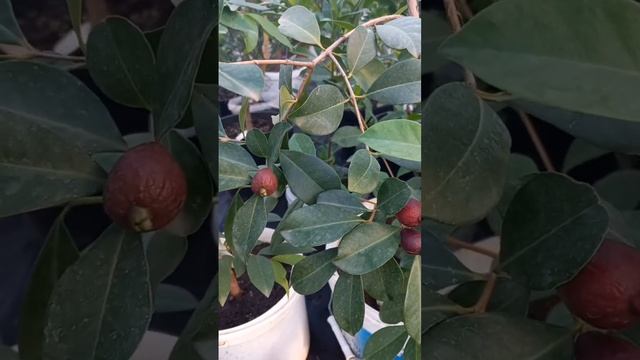 А вы такое видели??? Экзотика дома. Psidium cattleianum