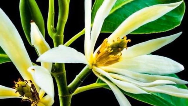 Fragrant Magnolia champaca смотреть онлайн