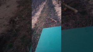 Мульчер с Т-25 работае в саду