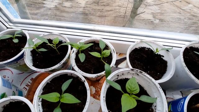 Дача.Распаковка покупок.?Рассада.??Суп с клецками и рубленые котлетки из индейки? смотреть онлайн