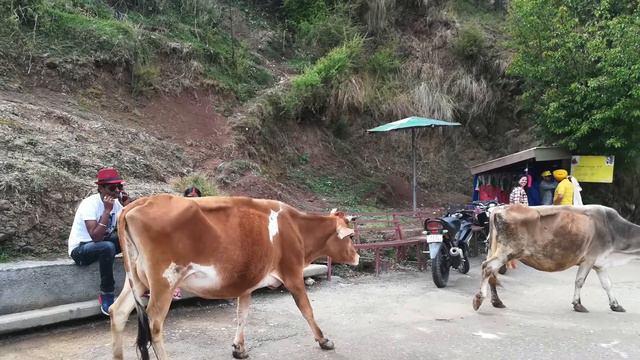 Дхарамсала, апрель 2018 смотреть онлайн