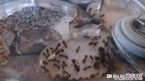 Чем кормить домашних муравьев? Киперблог. Выпуск 3.