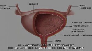 Лечение травами почек и мочевого пузыря