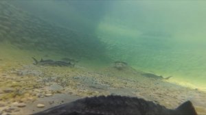 Запуск малька БЕЛУГИ в пруд для регуляции численности рыб. Осетровые, зарыбление пруда