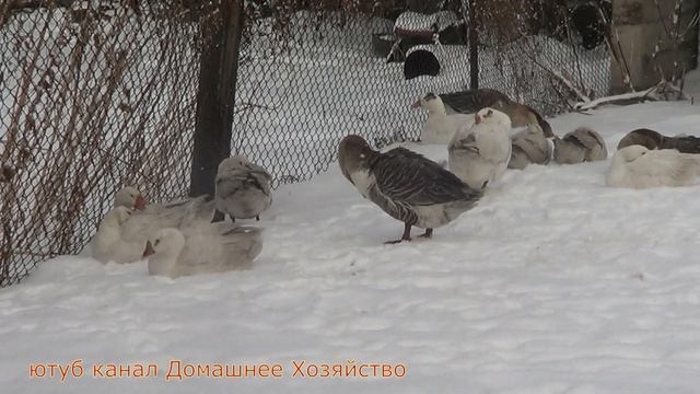 Вопрос от зрительницы/Если скрестить с одного хозяйства/Какие качества гусята смотреть онлайн