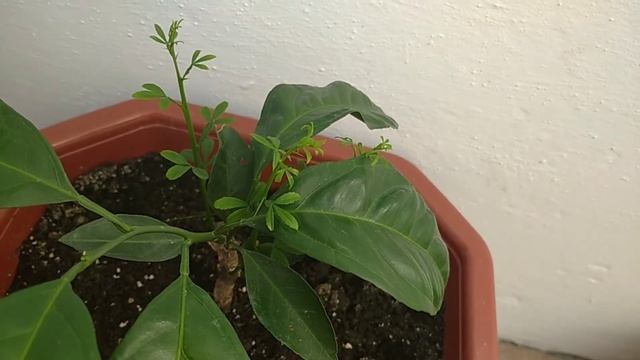 Мандарин Уншиу. Подвой: трифолиата. смотреть онлайн