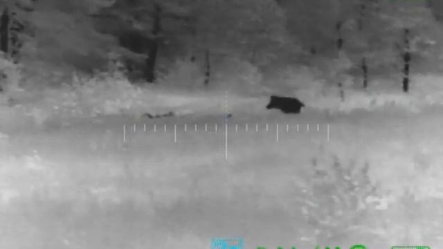 TSA5 640 75 кабан в тумане 3 смотреть онлайн