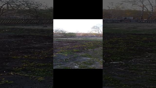 Галки