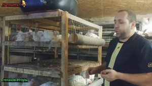 Бройлеры Размеры Клеток Как Самому Сделать Клетку для Бройлеров