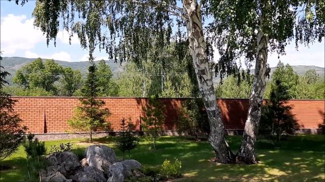 Цветущая многолетняя лиана-Княжик Спайки! Вертикальное озеленение. смотреть онлайн