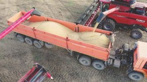 Комбайн Case IH 8250 уборка сои