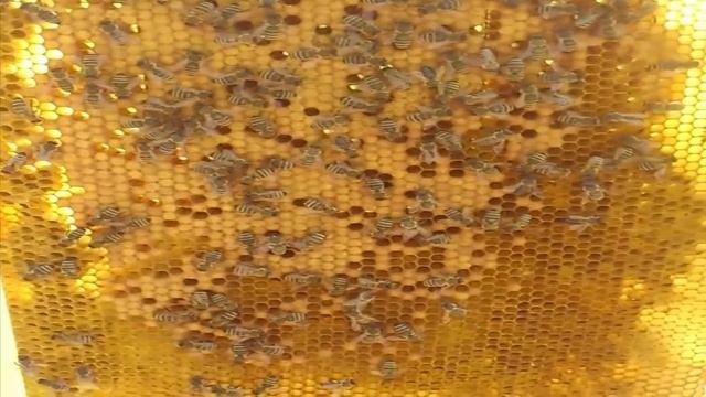 Пчелы - Начало пасеки (для неопытных пасечников) смотреть онлайн