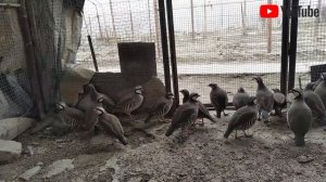 Куропатки начали снести яйцо