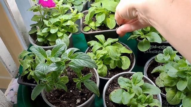 КАК МОЯ ПЕТУНИЯ ПЕРЕНОСИТ ДОМАШНИЕ УСЛОВИЯ. ОТПРАВКА ПОСЫЛКИ С ЧЕРЕНКАМИ ВЕГЕТАТИВНОЙ ПЕТУНИИ.
