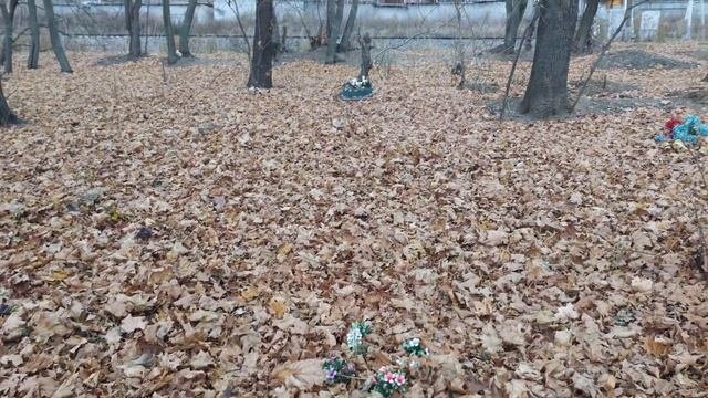 Кладбище домашних животных Тула. часть 1