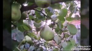 Популярные сорта груш