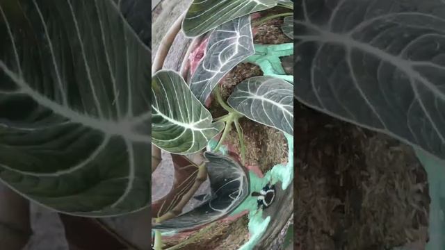 Mother of Millions succulents Kalanchoe plant #kalanchoe смотреть онлайн