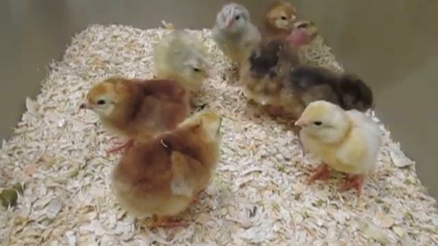 Baby Chicks At The Perl Mack Library смотреть онлайн