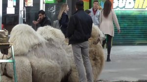 Влог Играем на очень КЛАССНОЙ детской площадке с горками Смотрим БОЛЬШОГО ВЕРБЛЮДА канал #Алиса