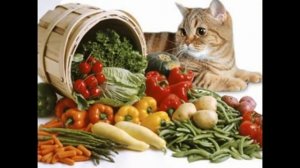 как кормить кошку сухим кормом