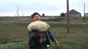 Огромные грибы в Марий Эл